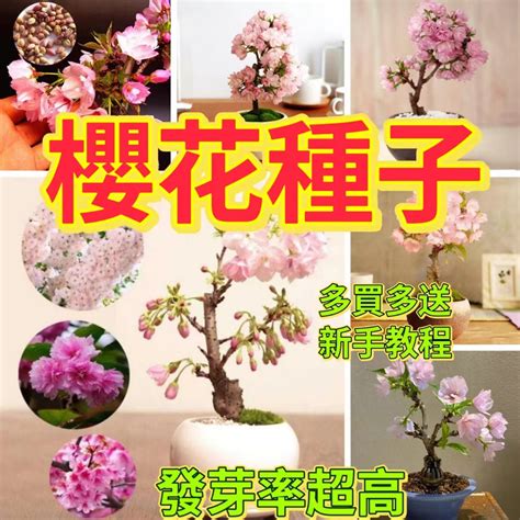 櫻花種植盆栽|櫻花種植指南：掌握土壤、光線和空氣關鍵要素 